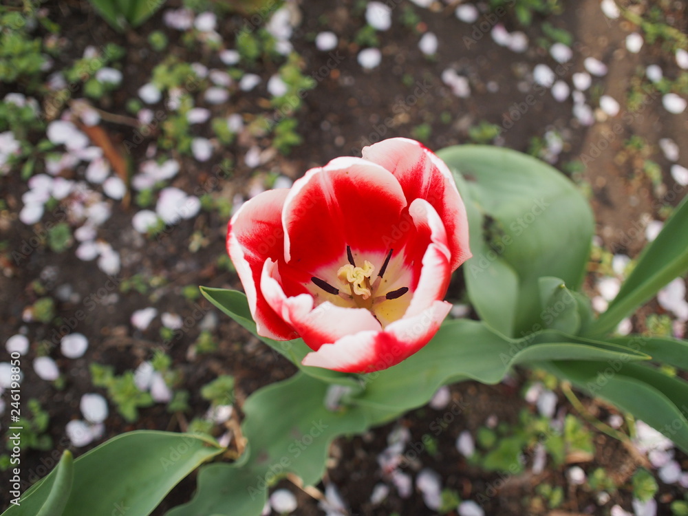 Obraz premium 春の花