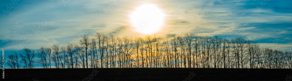 Fototapeta premium Sunrise Over a Row of Trees
