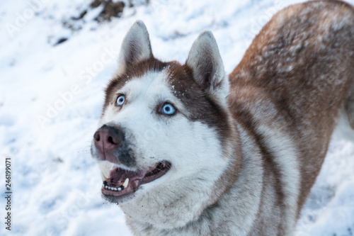 husky dog with blue eyes in the snowy winter park  close up