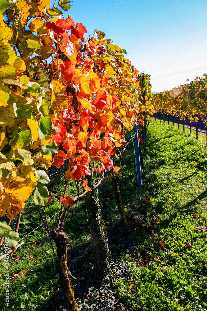 vineyard in autumn (Kaiserstuhl/Baden-Württemberg/Germany)