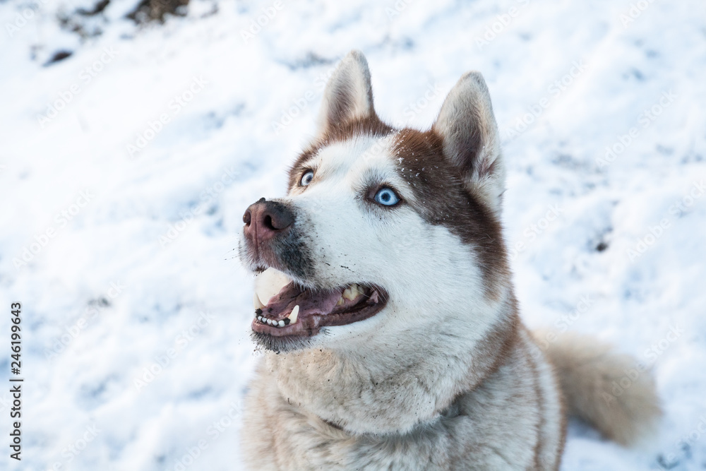husky dog with blue eyes in the snowy winter park, close up