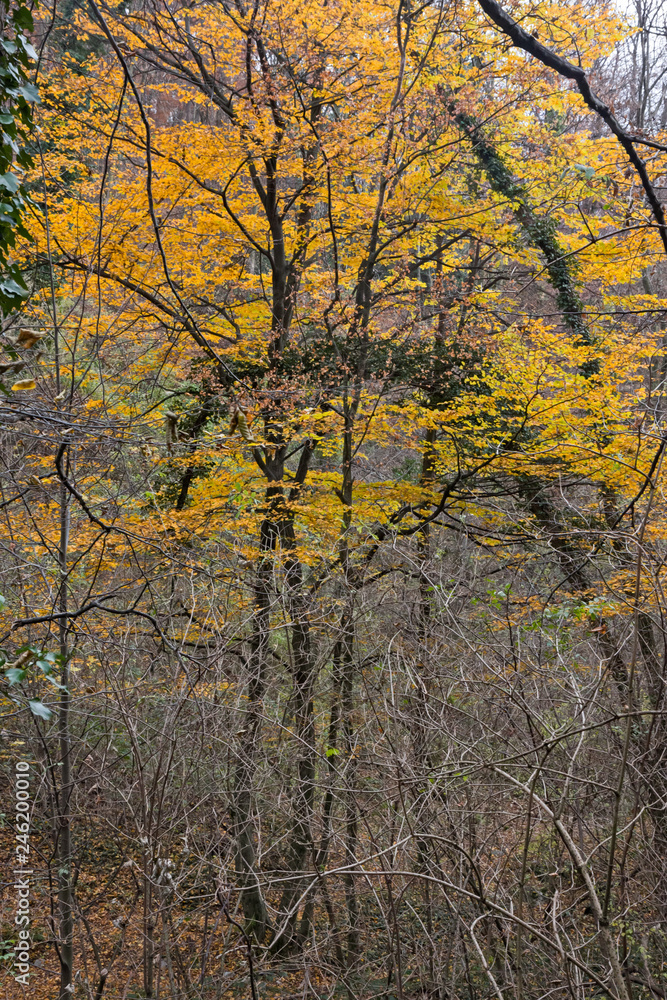 Obraz premium Panoramic view of a forest path on an winter afternoon.