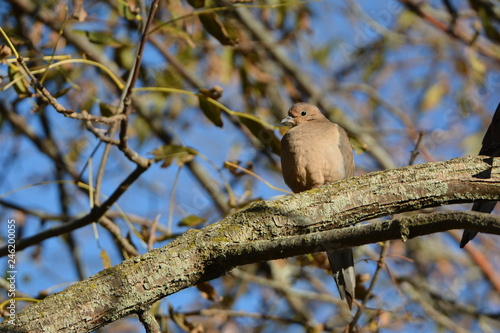 Mourning Dove in forest