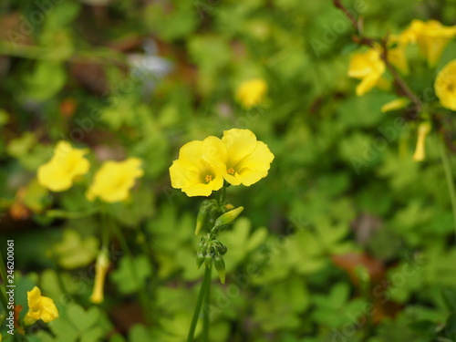 春の花