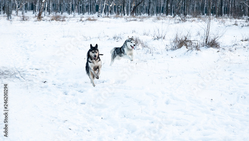 two dirty husky dog with different color eyes running in the winter park © AlexR