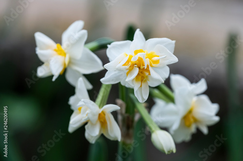 Narcissus flower. Narcissus Daffodil flowers and green leaves © ahmetcigsar