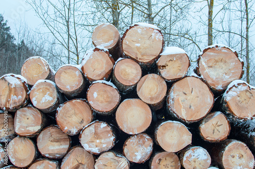 logs are stored in the forest under the snow