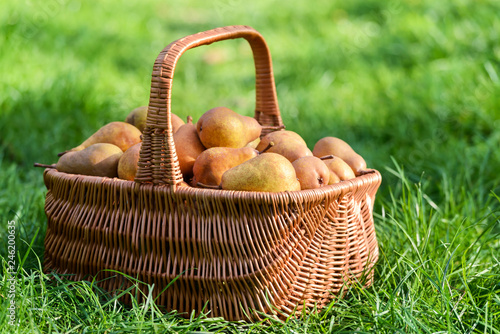 Basket with ripe pears on garden. Food and gardening concept