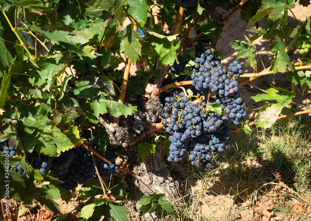 Uva en las cepas en la zona de Ribera del Duero
