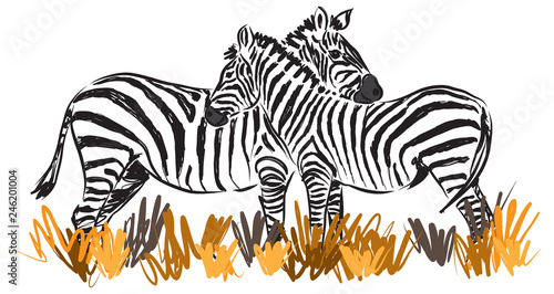 two zebras together illustration