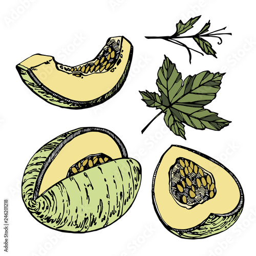 Hand drawn sketch style melon illustrations isolated on white background. Fresh food vector illustration.