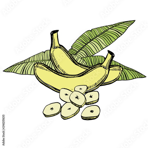 Vector bananas hand drawn sketch with palm leaf. Sketch tropical food illustration.
