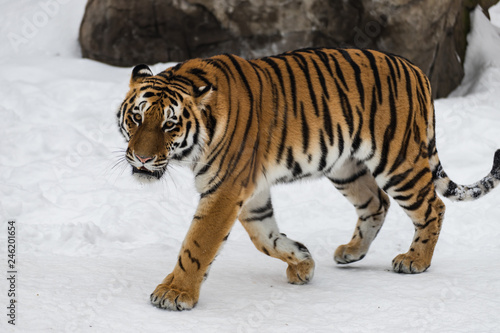 The Amur tiger