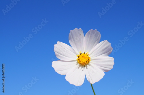 Cosmos flower fall Autumn