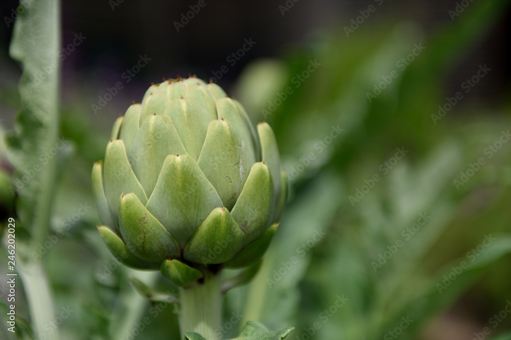 Obraz premium Globe artichoke plant, Cynara scolymus, flower bud isolated in Colombia, South America