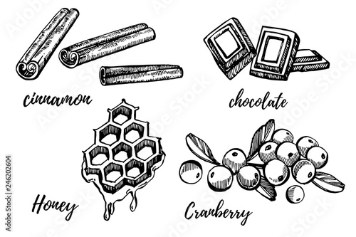 Honey, Cranberry, Chocolate and Cinnamon sketch illustrations. Vector Hand drawn illustrations isolated on white background.