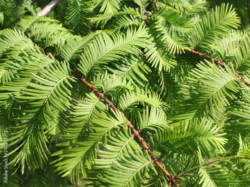 Branches of the Dawn Redwood, Metasequoia glyptostroboides photo