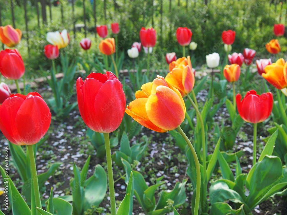 Obraz premium 春の花