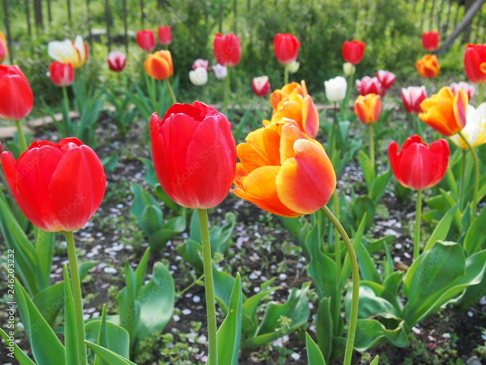 Obraz premium 春の花