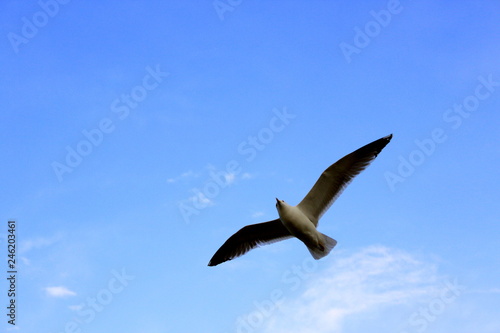 seagull flying in the sky