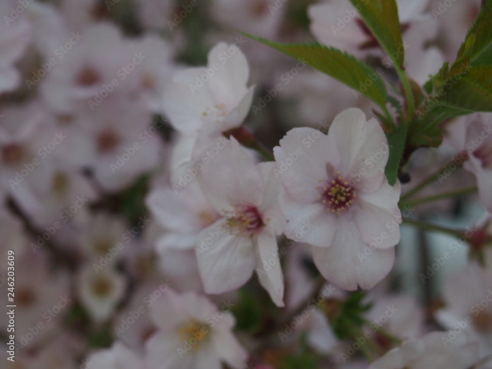 Fototapeta premium 春の花