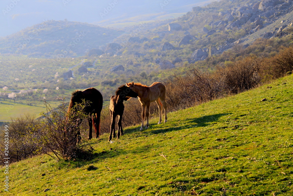 Obraz premium horse on a pasture in the mountains