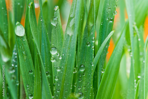 Drops of water on the grass in the springtime