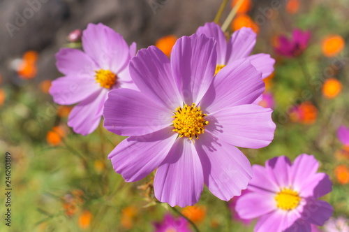 Cosmos flower fall Autumn