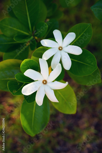 White fragrant tiare flower  Gardenia taitensis  growing on a plant in Bora Bora  French Polynesia