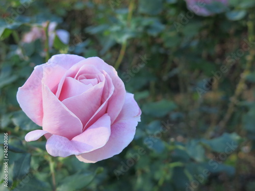 pink rose in garden