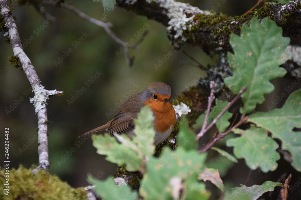 Rouge Gorge oiseau Rouge Gorge oiseau
