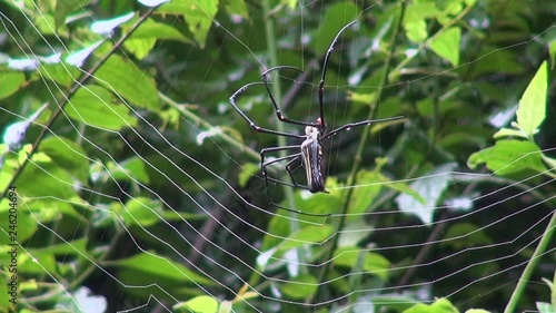 A huge Golden silk orb-weaver Spider (Nephila) builds its web. Slow 50%. Class: Arachnida, Order: Araneae, Infraorder: Araneomorphae, Family: Araneidae, Subfamily: Nephilinae, Genus: Nephila photo