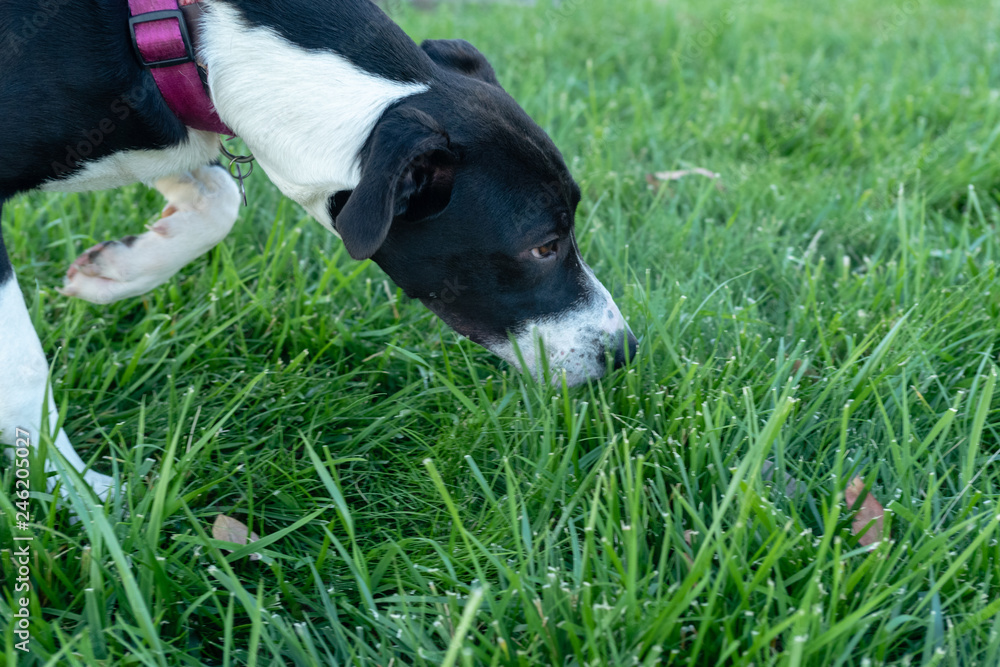 Black and white dog sniffing the grass.