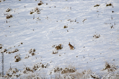 Brown Hare, Lepus europaeus, standing amidst a snow covered slope on grass within the cairngorms national park, scotland.