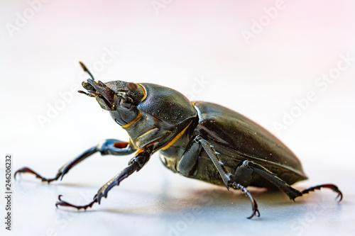 Bugs © Martin