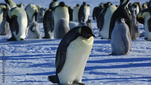 Emperor penguin (Aptenodytes fosteri) adult lies down on snow  photo