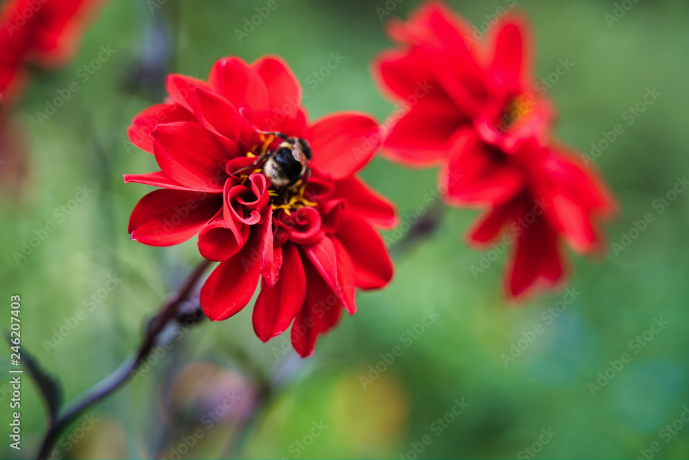 Blooming red dahlias in St James Park, London, UK Blooming red dahlias in St James Park, London, UK
