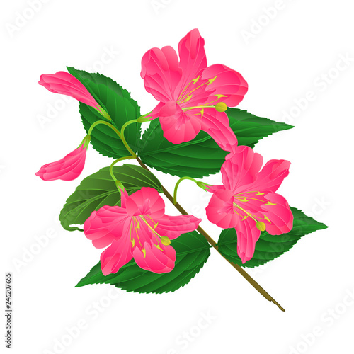 Spring pink flower decorative shrub Weigela Eva Supreme on a white background vintage vector illustration editable hand draw