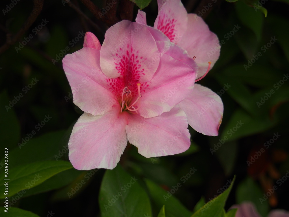 春の花 春の花