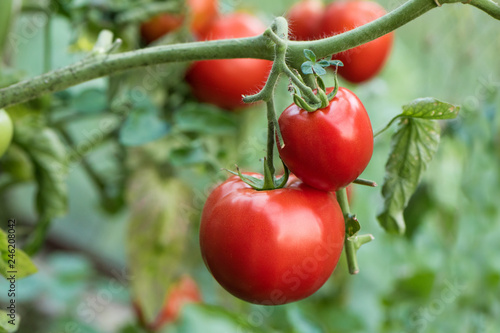 Ripe natural tomatoes growing on a branch in a greenhouse.