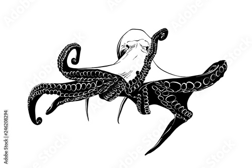 Vector engraved style illustration for posters, decoration and print. Hand drawn sketch of octopus in black isolated on white background. Detailed vintage etching style drawing.