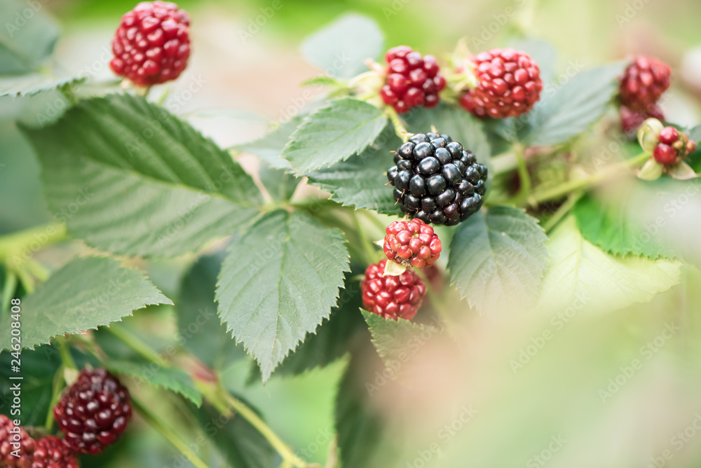 Blackberry growing in garden. Ripe and unripe blackberries on bush with selective focus. Blackberry growing in garden. Ripe and unripe blackberries on bush with selective focus.