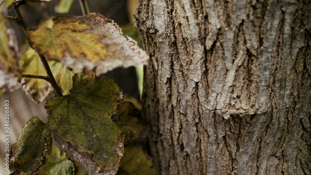 garden, background, nature, plant, tree, leaf, natural, green, concept, foliage, abstract, pattern, texture, season, fresh, forest, beautiful, bright, growth, design, environment, ecology, freshness, garden, background, nature, plant, tree, leaf, natural, green, concept, foliage, abstract, pattern, texture, season, fresh, forest, beautiful, bright, growth, design, environment, ecology, freshness,