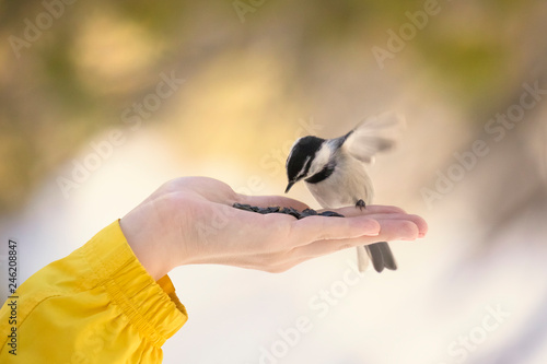 Chickadee bird feeding from human hand in winter