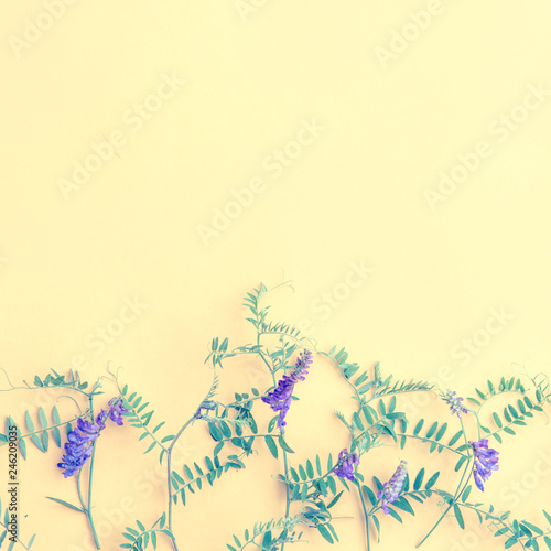 Summer lilac wild flowers on yellow background. Springtime floral wallpaper. Flat lay  top view  copy space.