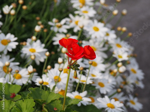 春の花