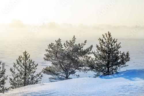 Winter snow forest trees sunset background. Red sunset in winter snow forest trees scene. Winter sunset snow forest trees view. © sergofan2015