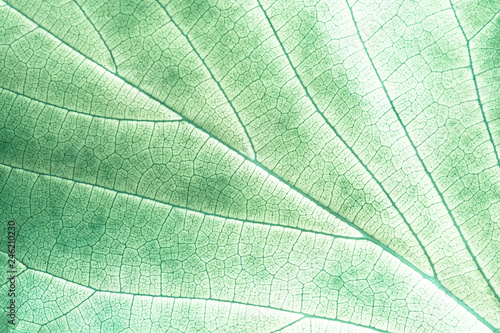 Light green leaf up close
