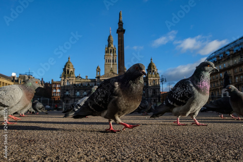 Pigeons at Goerge Square, Glasgow, Scotland, UK photo