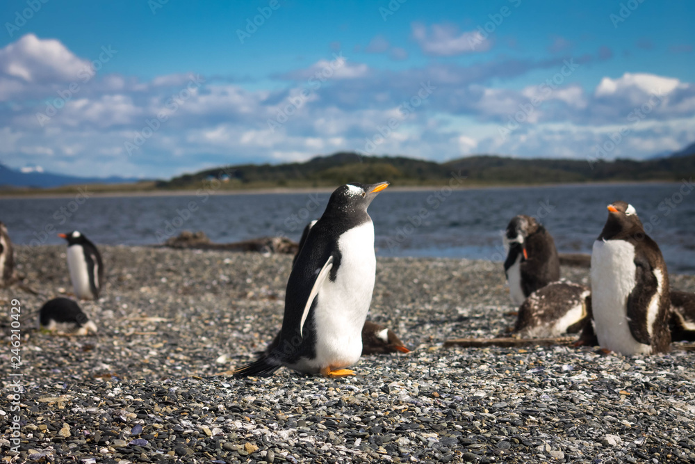 Fototapeta premium Penguin
